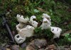 rozpuklec hruškovitý (Houby), Phallogaster saccatus, Morgan (Fungi)